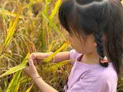 -武汉紫薇都市田园