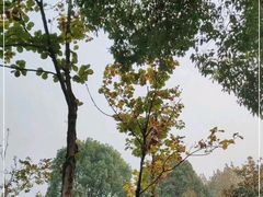 -重庆中央公园(渝北区)