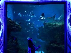 -海合安成都极地海洋公园