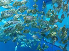 -太平洋海底世界