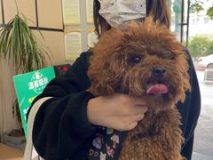 -半岛宠物医院24小时(科华中路店)