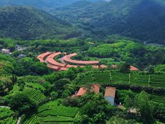 -雁南飞茶田景区