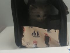 -伟伟宠物医院·CT影像中心·瑞派犬猫综合性门诊(汉口总院)
