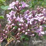 作为哈尔滨市市花--丁香