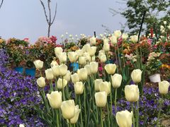 -都江堰玫瑰花溪谷