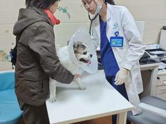 -北京观赏动物医院·24小时大型综合·猫专科·异宠专科