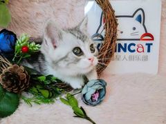 -十年猫舍·猫咪专门店(普陀店)