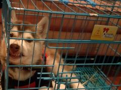 -PETKIT 小佩宠物·低压洗护·美容·寄养(安远店)