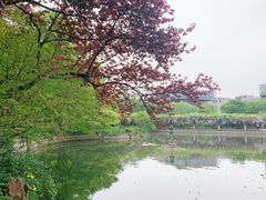 -嘉定紫藤园