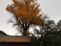 -泰山风景名胜区-普照寺