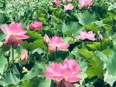 -夏屿湖畔.落日湖景餐厅(普者黑景区店)