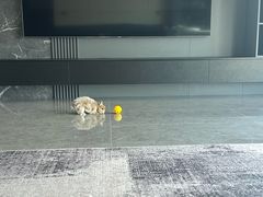 -爱派特动物医院·全科诊疗中心