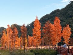 -广州市石门国家森林公园