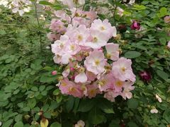 -南通博物苑-崇川人民公园