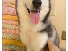 -Husky Go! 哈士奇体验馆·宠物咖啡厅狗咖
