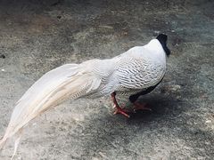 -广州长隆野生动物世界