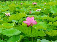 -高子水居