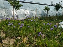 -甜心庄园·甜心草莓采摘园(西青中北店)