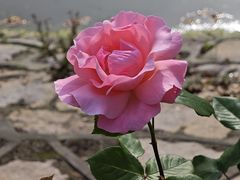 -上海鲜花港