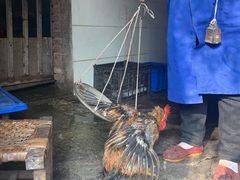 -陈有良尖椒鸡(江津总店)