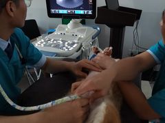 -pd派德宠物中心医院24H急重症·眼科中心·血液透析中心(嵩山北路店)