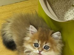 -青奢宠物·青奢猫舍