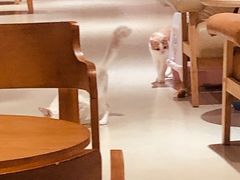 -藏猫猫咖啡主题馆(中央大道店)