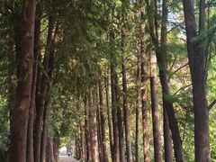 -上海滨江森林公园