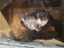 -Zoolung Zoolung动物主题公园(海信广场店)