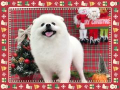 -Oh My Dog宠物沙龙(伊珊娜皮毛护理店)