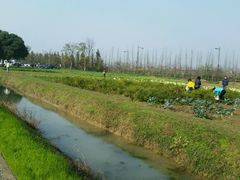 -田园东方蜜桃村的田野营地