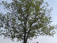 -盘龙城国家考古遗址公园