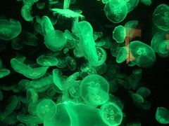 -悉尼海洋生物水族馆