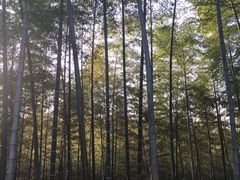 -三江森林温泉度假区
