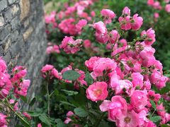 -鹅湖玫瑰文化园