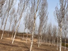 -东郊湿地公园