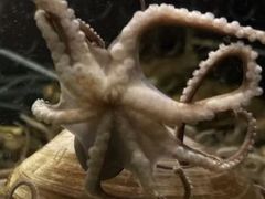 -荣记火锅(青悦城店)