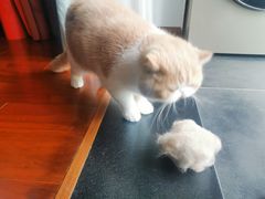 -爱侣宠医·鹦鹉专科·小型哺乳类·异宠专科(灵石路店)