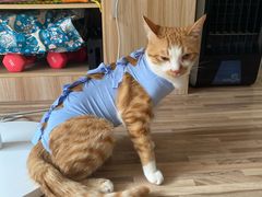 -伟伟宠物医院·CT影像中心·瑞派犬猫综合性门诊(汉口总院)