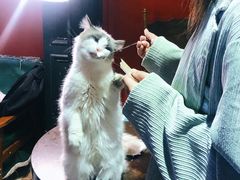 -猫色咖啡·猫咖