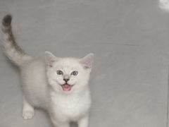 -博特宠物医院24h犬猫全科.骨科·异宠