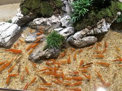 -森味薪火烧•烧鸟居酒屋•日本料理(望京店)