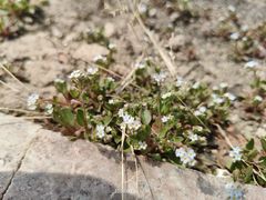-青岛大学路小学