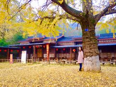 -千年银杏谷文化旅游区