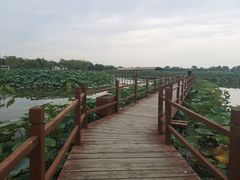 -白洋淀景区