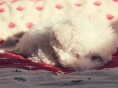 -沐沐家宠物(成寿寺店)