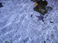 -暹罗海洋世界