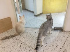 -猫域·湾主题猫咖·宠物吧(南坪城市广场店)