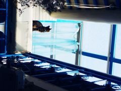 猫猫-Sirena海妖日咖夜酒