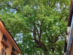 -杭州西湖风景名胜区-满觉陇四眼井